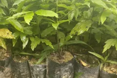 Cây giống sấu chất lượng cao tại Hà Nội