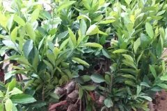 CÂY GIỐNG CHANH KHÔNG HẠT