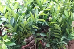 Cây giống chanh không hạt tại Hà Nội
