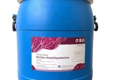 Men vi sinh Bacillus Amyloliquefaciens, hỗ trợ đường ruột tôm cá