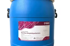 Men vi sinh Bacillus Amyloliquefaciens, hỗ trợ đường ruột tôm cá