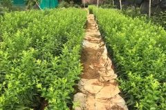 Địa chỉ cung cấp cây giống mận hậu