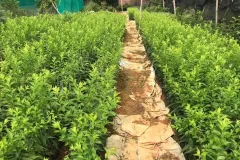 Cung cấp cây giống mận hậu tại Hà Nội