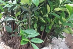 CÂY GIỐNG CHANH TỨ QUÝ