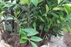 Cây giống chanh tứ quý tại Hà Nội