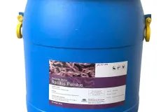 Bacillus Pumilus, men vi sinh đường ruột, giúp tôm cá tiêu hóa tốt thức ăn