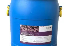 Bacillus Pumilus, men vi sinh đường ruột, giúp tôm cá tiêu hóa tốt thức ăn