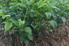 Địa chỉ cung cấp cây giống lê nâu