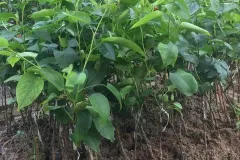 Cung cấp cây giống lê nâu tại Hà Nội