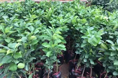 Cung cấp cây giống bưởi da xanh tại Hà Nội
