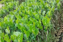 Cung cấp cây giống mít thái tại Hà Nội
