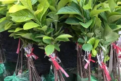 Cây giống hồng đỏ chất lượng cao tại Hà Nội