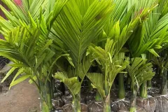 Cung cấp cây cau lùn chất lượng cao tại Hà Nội