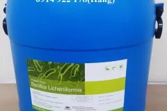 Bacillus Licheniformis, men vi sinh giúp vật nuôi tiêu hóa tốt thức ăn