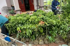 Cung cấp giống cây vải thiều; chất lượng cao tại Hà Nội