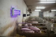 Đèn diệt côn trùng 40W IK204