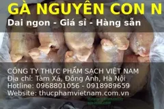 Cung cấp gà nguyên con đông lạnh nhập khẩu tại Hà Nội