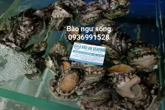 Bào ngư tươi ngon