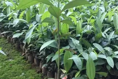 Cây giống quế chất lượng cao tại Hà Nội
