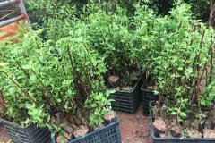 Cây giống táo đỏ