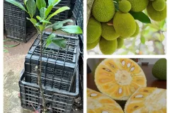 Cung cấp cây giống mít tứ quý tại Hà Nội