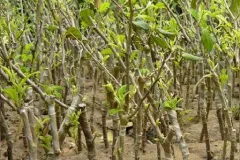 Cung cấp cây giống táo đào vàng tại Hà Nội