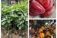 Cung cấp cây giống bưởi tân lạc