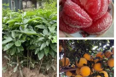Cung cấp cây giống bưởi đỏ Tân Lạc tại Hà Nội