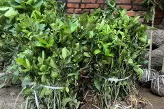 Citrus Plant Seedlings for Sale in Hanoi