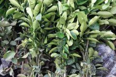 Địa chỉ cung cấp cây giống bưởi đỏ tân lạc