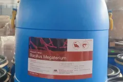 Bacillus Megaterium - Chất Kháng Sinh Tự Nhiên Tại Đồng Tháp