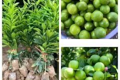 Cây giống chanh tứ quý