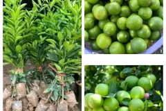 Cung cấp cây giống chanh tứ quý tại Hà Nội