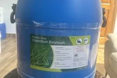 Clostridium Butyricum, thức ăn bổ sung cho vật nuôi, giảm thiểu vi khuẩn gây bện