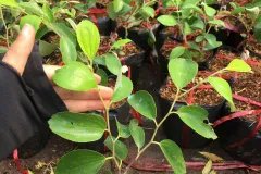 Cây giống táo thái