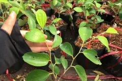 Cung cấp cây giống táo thái tại Hà Nội