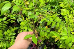 Cây giống khế chua chất lượng cao tại Hà Nội