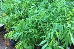 Địa chỉ cung cấp cây giống cóc thái
