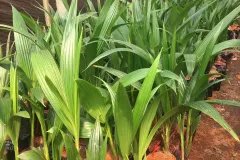 CÂY GIỐNG DỪA XIÊM LÙN XANH