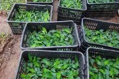 Cây giống chuối già nam mỹ