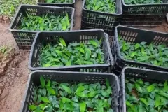 Cây giống chuối già Nam Mỹ tại Hà Nội