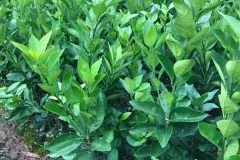 Cung cấp giống cam xoàn tại Hà Nội