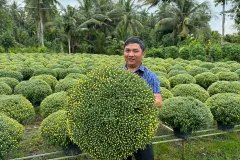 Cúc mâm xôi sẵn vườn size 70- 80 cm