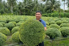 Cúc mâm xôi and other Tet flowers for sale in Hanoi