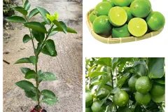 CHẬU LY CAO THƠM SORBONE