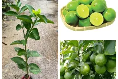 Bán hoa ly Sorbonne chất; lượng cao tại Hà Nội