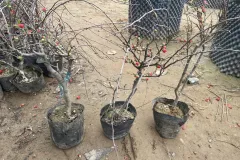 Sỉ Mai Đỏ Tết 2025 in Hà Nội