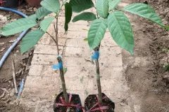 Cây giống bòn bon thái