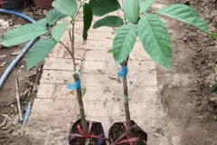 Cung cấp cây giống bòn bon thái tại Hà Nội