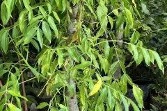 Cây giống cóc thái